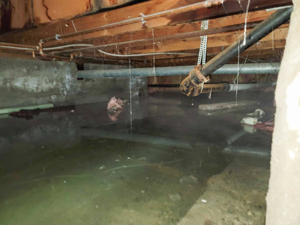 Best Mold removal after water damage  in Fulton, MO
